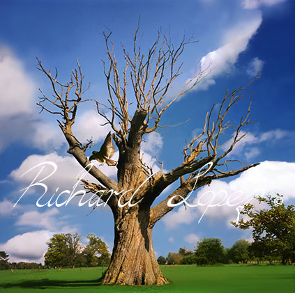 The Tree - Fine Art Photography