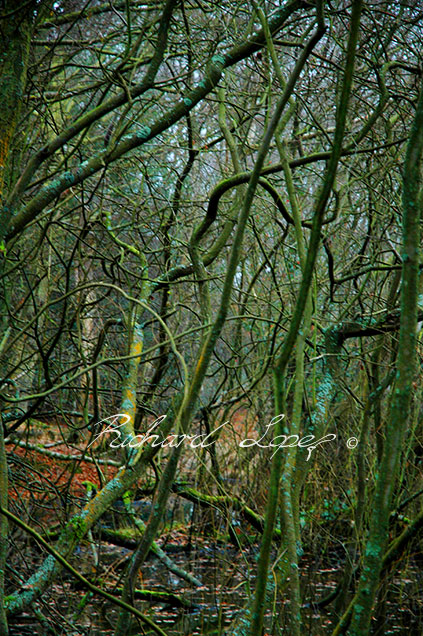 Dense Woods - Landscape photography