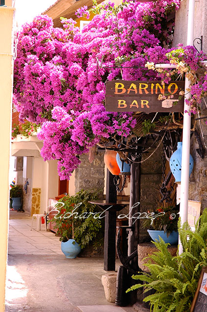 Flowery Path - Landscape photography
